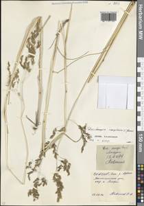 Deschampsia cespitosa (L.) P.Beauv., Caucasus, North Ossetia, Ingushetia & Chechnya (K1c) (Russia)