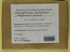 Brachythecium buchananii (Hook.) A. Jaeger, Bryophytes, Bryophytes - Russian Far East (excl. Chukotka & Kamchatka) (B20) (Russia)