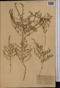 Salsola, Middle Asia, Karakum (M6) (Turkmenistan)