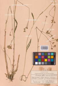 Silene flos-cuculi (L.) Greuter & Burdet, Eastern Europe, Eastern region (E10) (Russia)