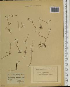 Ranunculus gmelinii DC., Siberia, Baikal & Transbaikal region (S4) (Russia)