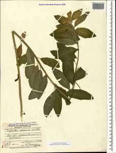 Euphorbia squamosa Willd., Caucasus, Armenia (K5) (Armenia)