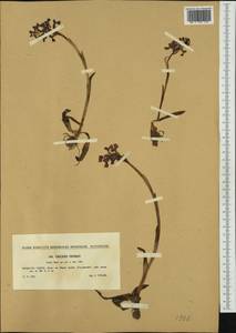 Anacamptis morio (L.) R.M.Bateman, Pridgeon & M.W.Chase, Western Europe (EUR) (Czech Republic)
