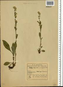 Solidago virgaurea subsp. lapponica (With.) Tzvelev, Eastern Europe, Northern region (E1) (Russia)