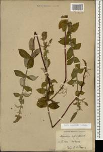 Mentha longifolia (L.) L., Caucasus (no precise locality) (K0)