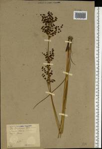 Juncus atratus Krock., Eastern Europe, North Ukrainian region (E11) (Ukraine)