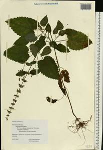 Stachys sylvatica L., Eastern Europe, North-Western region (E2) (Russia)