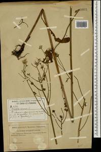 Crepis biennis L., Eastern Europe, Central region (E4) (Russia)