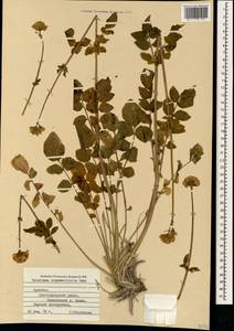 Valeriana sisymbriifolia Vahl, Caucasus, Armenia (K5) (Armenia)