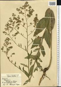 Lepidium latifolium L., Eastern Europe, Central forest-and-steppe region (E6) (Russia)