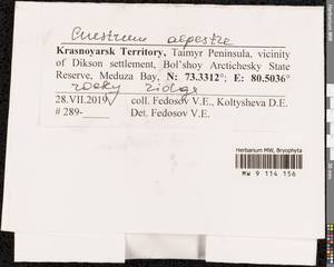 Cnestrum alpestre (Wahlenb.) Nyholm, Bryophytes, Bryophytes - Krasnoyarsk Krai, Tyva & Khakassia (B17) (Russia)