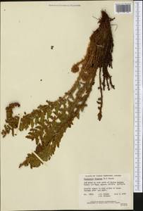 Dryopteris fragrans (L.) Schott, America (AMER) (Canada)