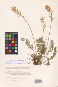 Oxytropis hippolyti Boriss., Eastern Europe, Eastern region (E10) (Russia)