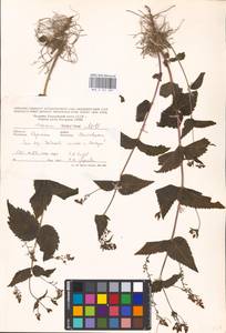 MHA 0 161 087, Veronica urticifolia Jacq., Eastern Europe, West Ukrainian region (E13) (Ukraine)