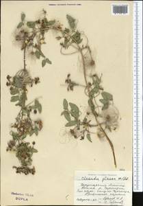 Clematis glauca Willd., Middle Asia, Dzungarian Alatau & Tarbagatai (M5) (Kazakhstan)