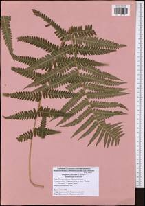 Dryopteris filix-mas (L.) Schott, Eastern Europe, Central region (E4) (Russia)