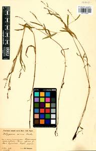Persicaria minor (Huds.) Opiz, Siberia, Baikal & Transbaikal region (S4) (Russia)