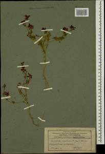 Delphinium ajacis L., Caucasus, Azerbaijan (K6) (Azerbaijan)