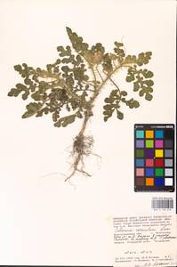 MHA 0 158 678, Solanum angustifolium Houst. ex Mill., Eastern Europe, Lower Volga region (E9) (Russia)