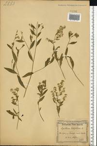 Lepidium latifolium L., Eastern Europe, North Ukrainian region (E11) (Ukraine)