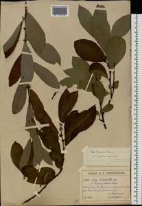 Salix caprea × cinerea, Eastern Europe, Moscow region (E4a) (Russia)