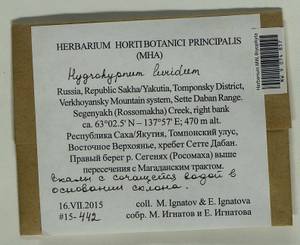 Hygrohypnum luridum (Hedw.) Jenn., Bryophytes, Bryophytes - Yakutia (B19) (Russia)