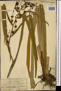 Sparganium erectum subsp. neglectum (Beeby) K.Richt., Caucasus, Azerbaijan (K6) (Azerbaijan)