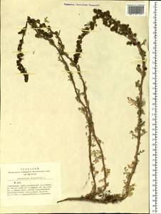 Artemisia rupestris L., Siberia, Altai & Sayany Mountains (S2) (Russia)