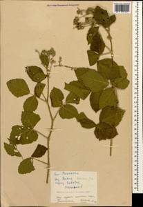 Rubus ibericus Juz., Caucasus, Black Sea Shore (from Novorossiysk to Adler) (K3) (Russia)