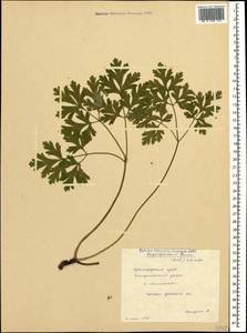 Physospermum cornubiense (L.) DC., Caucasus, Black Sea Shore (from Novorossiysk to Adler) (K3) (Russia)