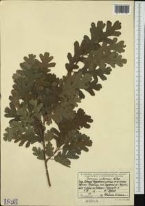 Quercus pubescens Willd. , nom. cons., Western Europe (EUR) (Albania)