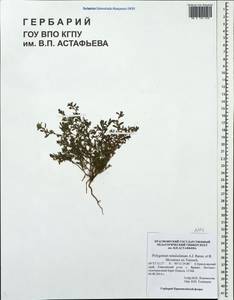 Polygonum tenuissimum A. I. Baranov & Skvortsov ex Vorosch., Siberia, Central Siberia (S3) (Russia)