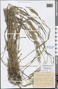 Bromus inermis Leyss., Eastern Europe, Central forest-and-steppe region (E6) (Russia)