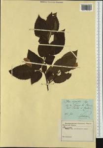 Ostrya carpinifolia Scop., Western Europe (EUR) (Croatia)