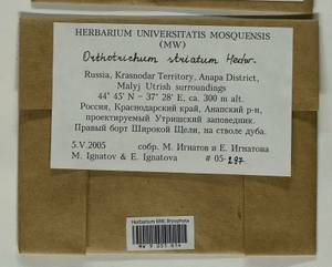 Lewinskya striata (Hedw.) F. Lara, Garilleti & Goffinet, Bryophytes, Bryophytes - North Caucasus & Ciscaucasia (B12) (Russia)