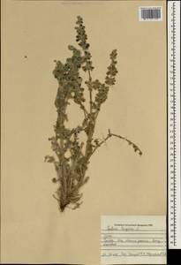 Salvia lanigera Poir., South Asia, South Asia (Asia outside ex-Soviet states and Mongolia) (ASIA) (Iraq)