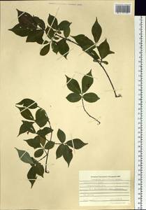 Euonymus verrucosus Scop., Siberia, Russian Far East (S6) (Russia)