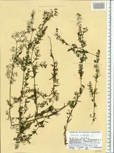 Galium mollugo L., Eastern Europe, Northern region (E1) (Russia)