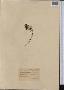 Andromeda polifolia L., Siberia, Chukotka & Kamchatka (S7) (Russia)