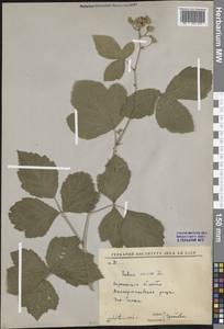 Rubus caesius L., Eastern Europe, Central forest-and-steppe region (E6) (Russia)