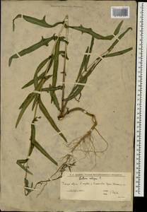 Lactuca saligna L., Eastern Europe, Lower Volga region (E9) (Russia)