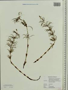 Equisetum sylvaticum L., Eastern Europe, Northern region (E1) (Russia)
