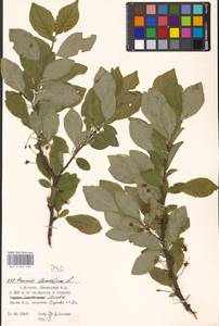 Prunus domestica L., Eastern Europe, Moscow region (E4a) (Russia)