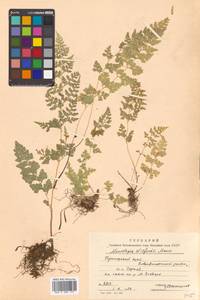 Sitobolium wilfordii (T. Moore) L. A. Triana & Sundue, Siberia, Russian Far East (S6) (Russia)