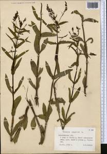 Veronica anagallis-aquatica L., Middle Asia, Northern & Central Tian Shan (M4) (Kazakhstan)