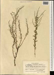 Artemisia vachanica Krasch. ex Poljakov, South Asia, South Asia (Asia outside ex-Soviet states and Mongolia) (ASIA) (Afghanistan)