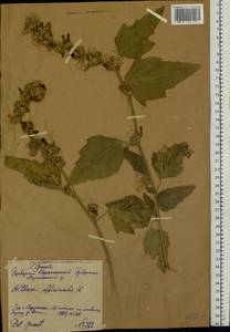 Althaea officinalis L., Eastern Europe, Central forest-and-steppe region (E6) (Russia)