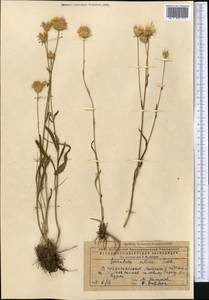 Klasea cardunculus (Pall.) Holub, Middle Asia, Caspian Ustyurt & Northern Aralia (M8) (Kazakhstan)