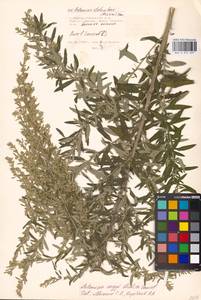 Artemisia argyi H. Lév. & Vaniot, Eastern Europe, Moscow region (E4a) (Russia)