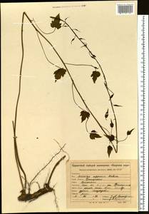 Dioscorea nipponica Makino, Siberia, Russian Far East (S6) (Russia)